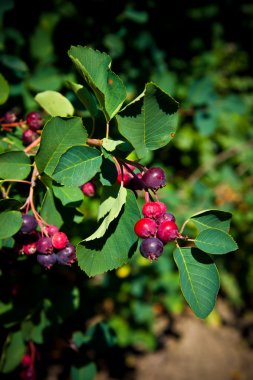 Saskatoon berry ağaç