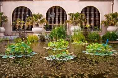 Pool of lily pads and plants, Balboa Park, San Diego, CA clipart