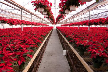 sera kırmızı poinsettias dolu