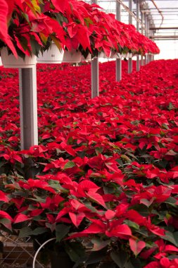 sera kırmızı poinsettias dolu