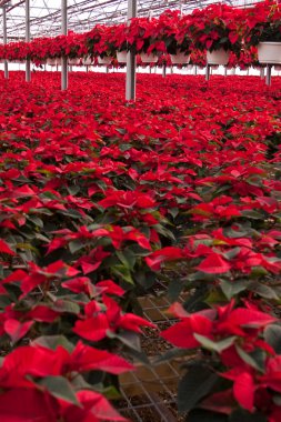 sera kırmızı poinsettias dolu