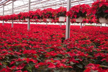 sera kırmızı poinsettias dolu