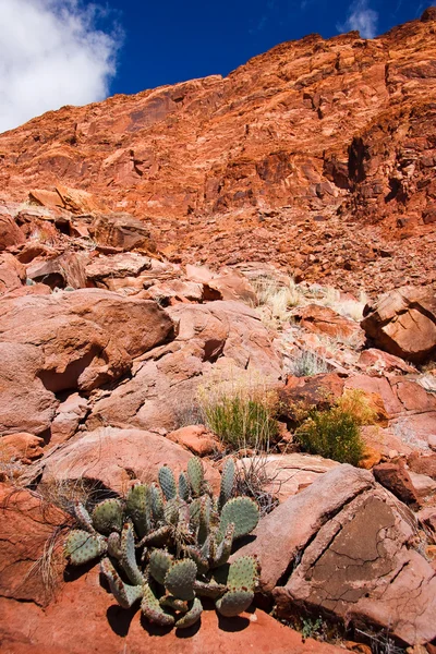 Cactus op berg — Stockfoto
