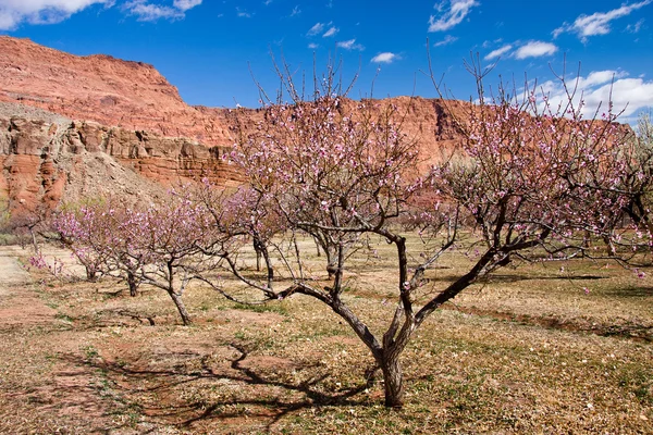 stock image Orchards at Lonely Dell Ranch Historic Site