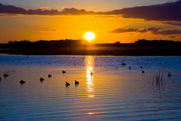 Pântano ao pôr do sol — Fotografia de Stock