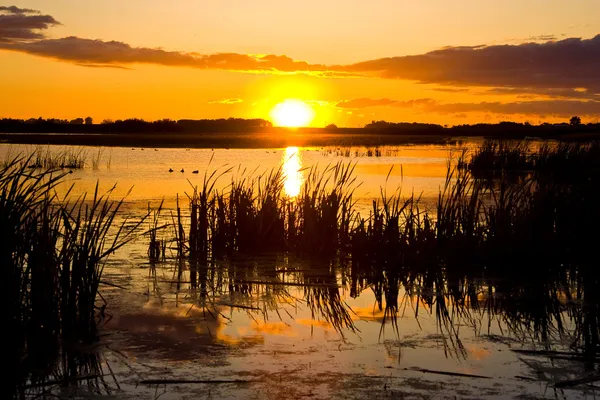 Swamp bij zonsondergang — Stockfoto