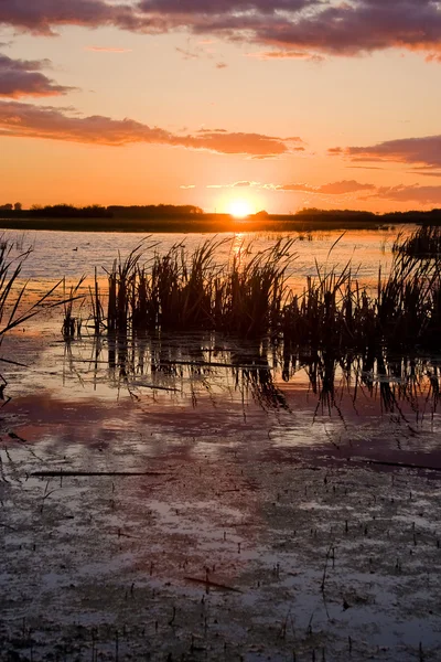 Swamp bij zonsondergang — Stockfoto