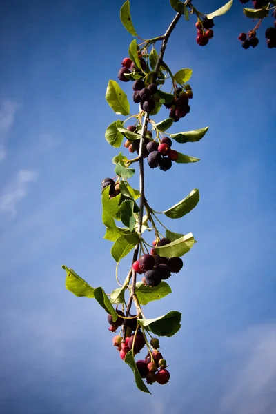 Planta de Saskatoon berry —  Fotos de Stock