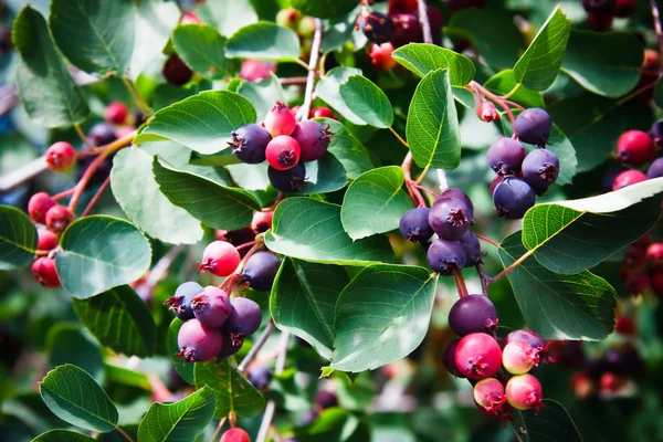 Planta de Saskatoon berry —  Fotos de Stock