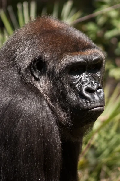 Ledsen gorilla — Stockfoto