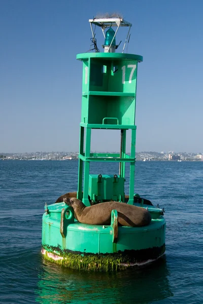 Leões marinhos se bronzeiam — Fotografia de Stock