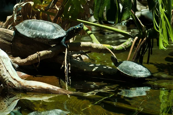 stock image Turtles in the Water