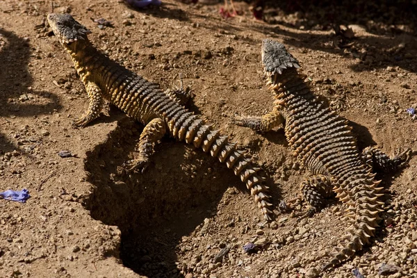 stock image Spiked Reptiles