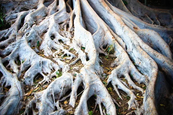 白い木の根 — ストック写真
