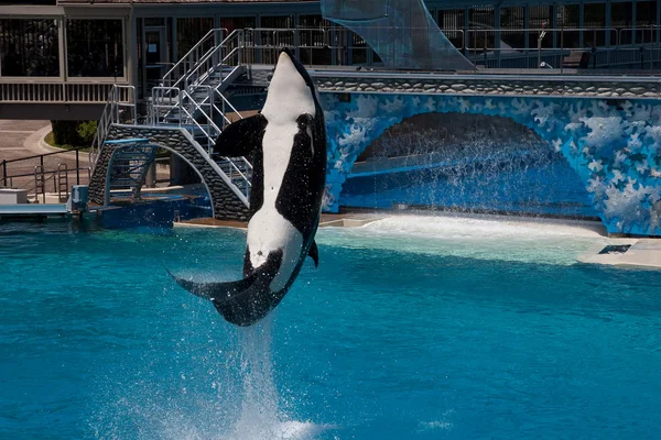 stock image Whale leaping out of the Water