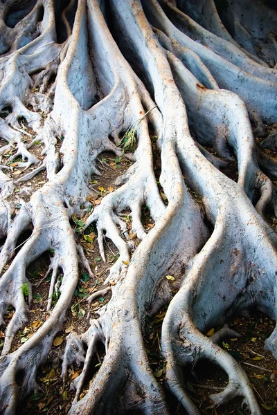 白い木の根 — ストック写真