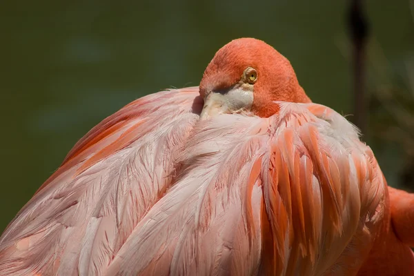 Rózsaszín flamingó pihenő — Stock Fotó