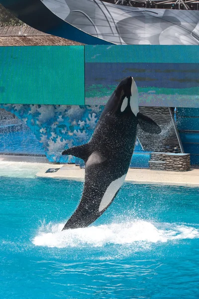 stock image Whale leaping out of the Water