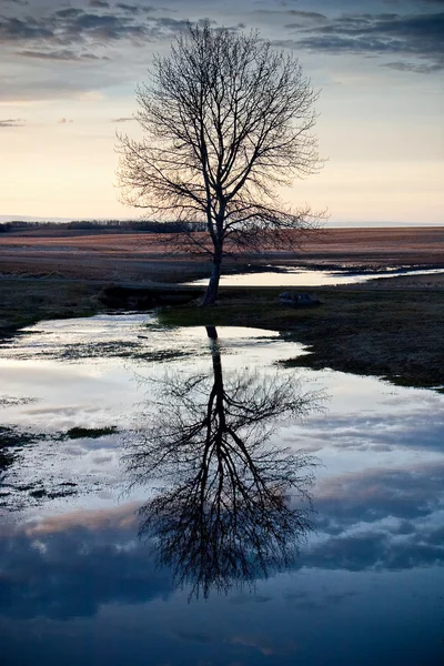 Ağaç relection su — Stok fotoğraf
