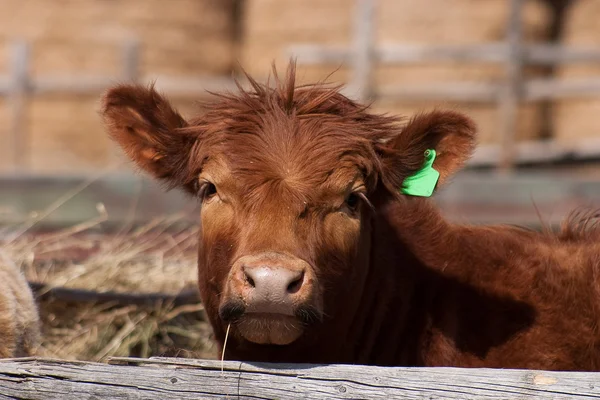 stock image Brown Cow Peeking over Fence