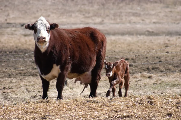 stock image Mother cow and calf