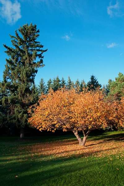 stock image Fall Tree near large Spruce Tree