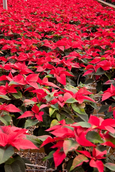 Stock image Green House full of Red Poinsettias