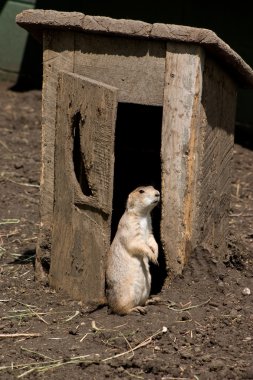 Prairie Dog at the Outhouse clipart