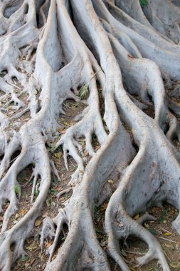 balboa Park ağaç kökleri