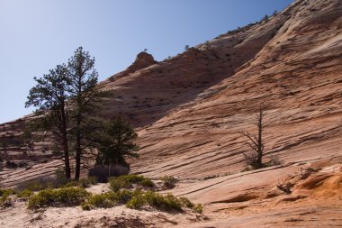 Zion national park dağ oluşumları