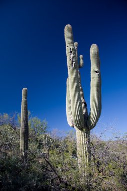 Cactus in Southern Arizona clipart