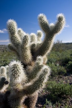 kaktüs Güney Arizona