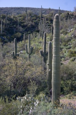 Cactus Garden in Southern Arizona clipart