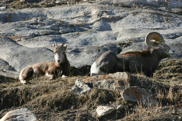 Гірських кіз — стокове фото