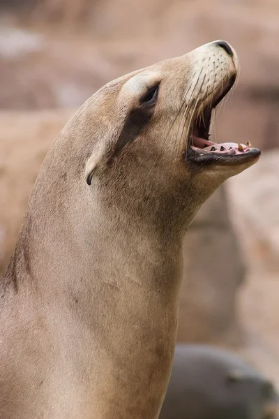 Lew morski, nazywając jego przyjaciele — Zdjęcie stockowe