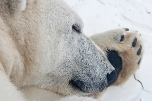 Ospalý lední medvěd — Stock fotografie