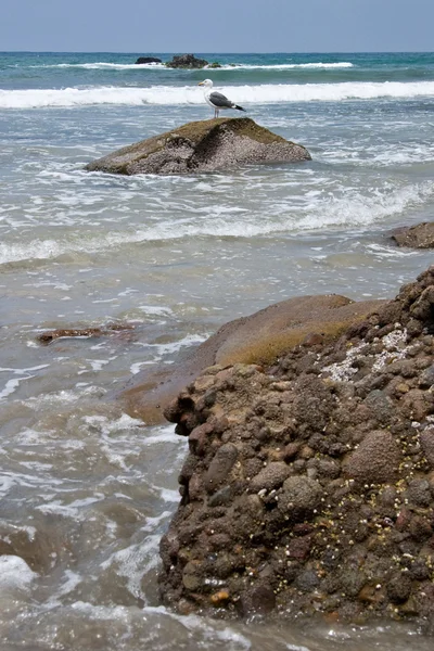 坐在一块岩石上的海鸥 — 图库照片