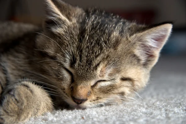 Sleepy Kitten — Stock Photo, Image