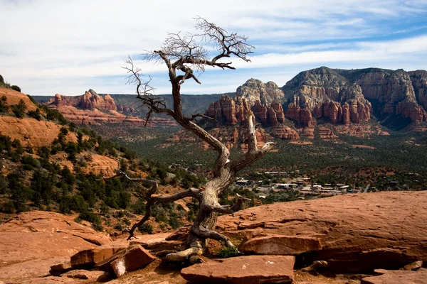 Lonely Tree and the Red Rocks — Stock Photo, Image