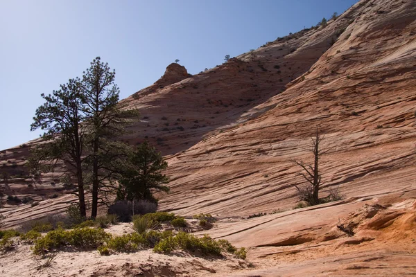 Formacji skalnych Zion national park — Zdjęcie stockowe