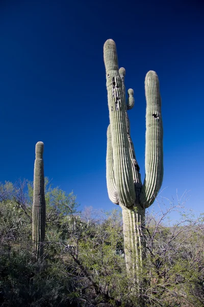 Kaktus v Jižní arizona — Stock fotografie