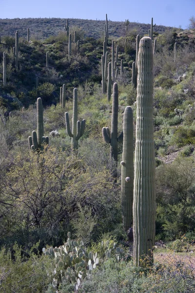 Kaktusová zahrada v Jižní arizona — Stock fotografie