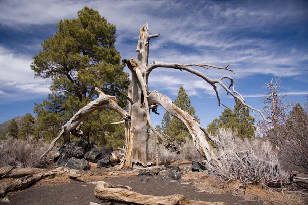 Burnt tree at Sunset Crater National Monument — Stock Photo, Image