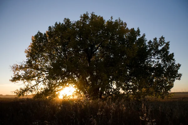 Ensamt träd i solnedgången — Stockfoto