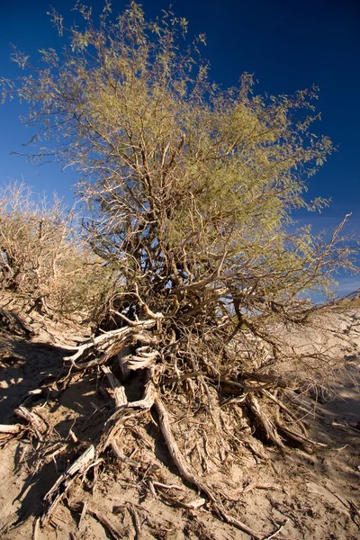 stock image Death Valley Wind Blown Tree