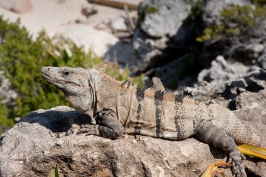 iguana buzlu