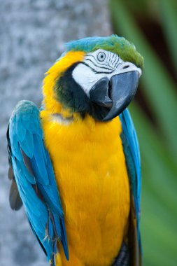 Macaw nodding his head. clipart