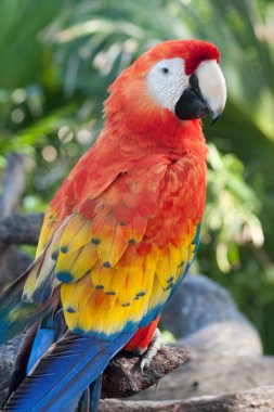 Scarlet Macaw clipart