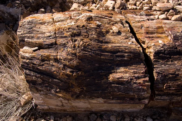Petrified Logs — Stock Photo, Image