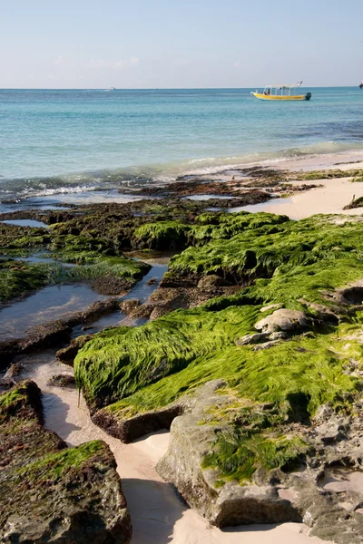 Mossa på stranden stenar — Stockfoto